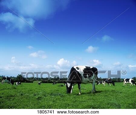 Holstein-Fresian Cattle, Ireland View Large Photo Image Stock Image - Holstein-Fresian Cattle, Ireland. Fotosearch
