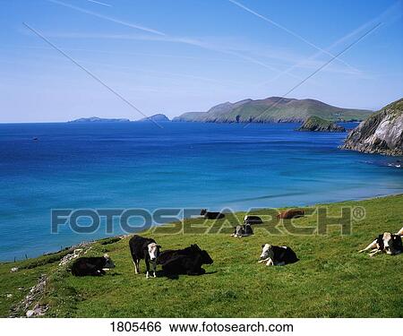 Holstein-Friesian Cattle, Slea Head, Blasket Islands, Co Kerry, Ireland View Large Photo Image Stock Photograph - Holstein-Friesian Cattle, Slea Head, Blasket Islands, Co Kerry, Ireland. Fotosearch