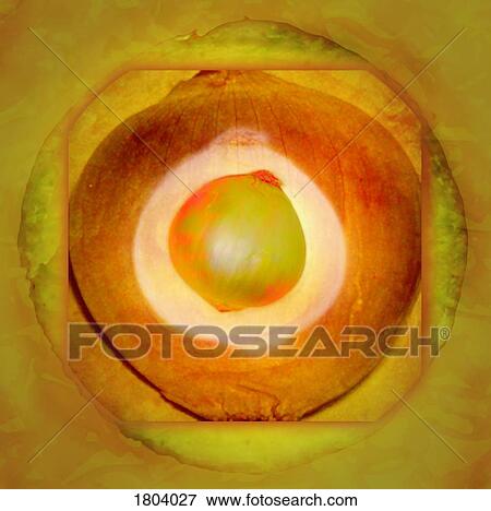 Stock Photo - Illustration of an onion. Fotosearch
