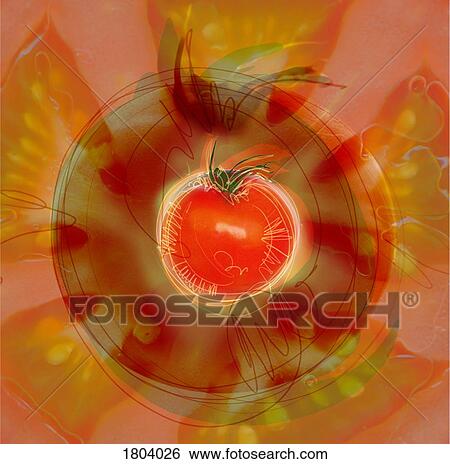 Illustration of tomato View Large Photo Image Stock Photograph - Illustration of tomato. Fotosearch