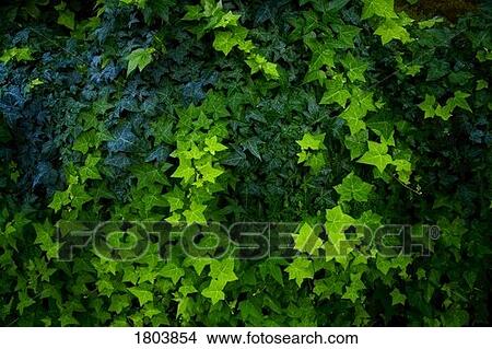Picture - Ivy vines . Fotosearch