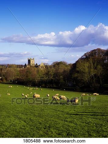 Jerpoint Abbey With Sheep, Co Kilkenny, Ireland View Large Photo Image Stock Photo - Jerpoint Abbey With Sheep, Co Kilkenny, Ireland. Fotosearch