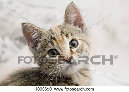 Kitten View Large Photo Image Stock Image - Kitten. Fotosearch