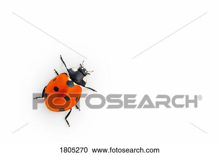 Lady bug climbing on white wall View Large Photo Image Stock Image - Lady bug climbing on white wall . Fotosearch