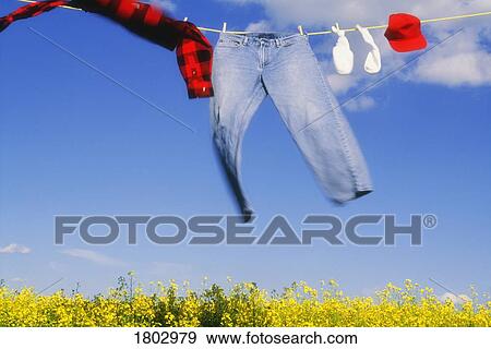 Laundry blowing in the wind over a canola field View Large Photo Image Stock Photo - Laundry blowing in the wind over a canola field. Fotosearch