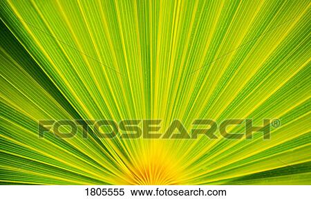 Leaf detail View Large Photo Image Stock Photography - Leaf detail. Fotosearch