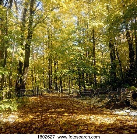 Leafy path through a forest View Large Photo Image Stock Photo - Leafy path through a forest. Fotosearch