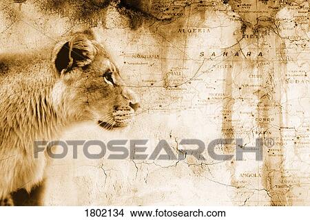 Lion in front of an old map of Africa View Large Photo Image Picture - Lion in front of an old map of Africa. Fotosearch
