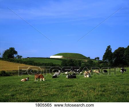 Livestock, Holstein-Fresian Cattle In Front Of Newgrange, Ireland View Large Photo Image Stock Photography - Livestock, Holstein-Fresian Cattle In Front Of Newgrange, Ireland. Fotosearch