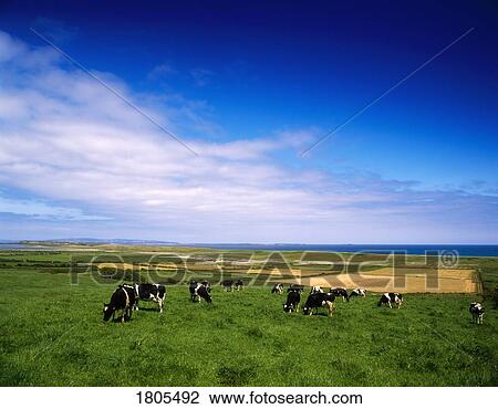 Stock Image - Livestock, Holstein-Fresian Cows, Ireland. Fotosearch