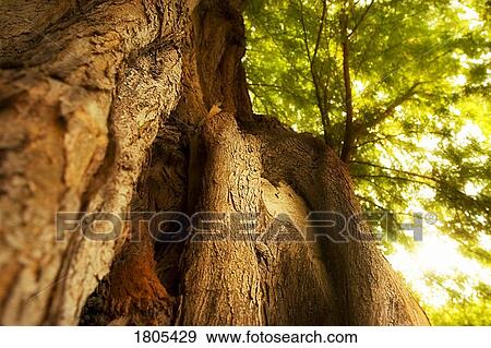 Low angle view of tree View Large Photo Image Stock Photo - Low angle view of tree. Fotosearch