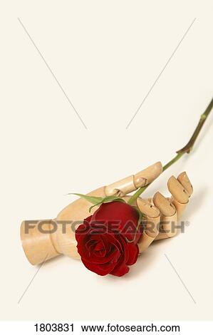 Stock Image - Mannequin hand holding a red rose. Fotosearch
