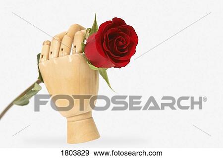 Stock Photo - Mannequin hand holding a red rose. Fotosearch