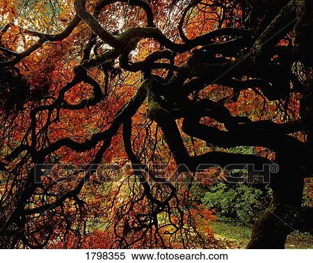 Maple tree in Ireland View Large Photo Image Stock Photography - Maple tree in Ireland. Fotosearch