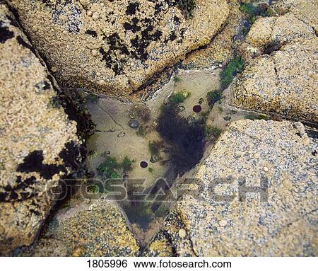 Marine Life, Rock Pool View Large Photo Image Stock Photograph - Marine Life, Rock Pool. Fotosearch