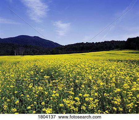 Stock Photo - Meadow with yellow flowers and mountain on horizon, Eastern townships, Quebec, Canada. Fotosearch