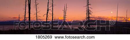 Panoramic view of moonrise and burnt trees over lake View Large Photo Image Stock Photo - Panoramic view of moonrise and burnt trees over lake . Fotosearch