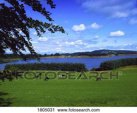 Stock Image - Pastoral, Blessington Lake, County Wicklow. Fotosearch