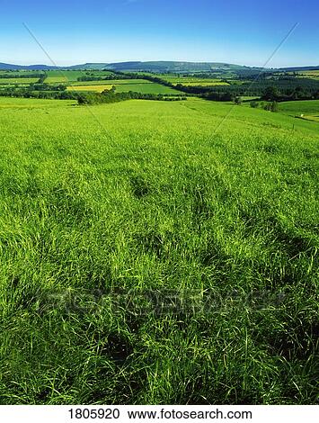 Pastoral, Co Wexford, Ireland View Large Photo Image Stock Image - Pastoral, Co Wexford, Ireland. Fotosearch