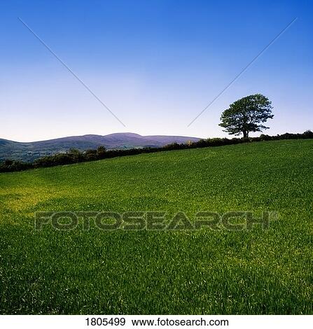Pastoral, Grass Field In Mourne Mountain, Co Down, Ireland View Large Photo Image Stock Photo - Pastoral, Grass Field In Mourne Mountain, Co Down, Ireland. Fotosearch