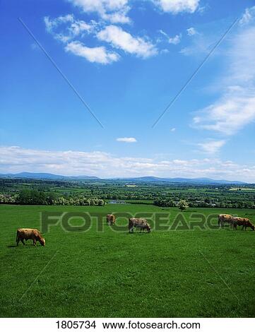 Pastoral, Kilcullen, Co Kildare, Ireland View Large Photo Image Picture - Pastoral, Kilcullen, Co Kildare, Ireland. Fotosearch