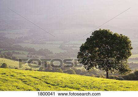 Stock Image - Pastoral Landscape, Near Croughaun, Co Waterford, Ireland. Fotosearch