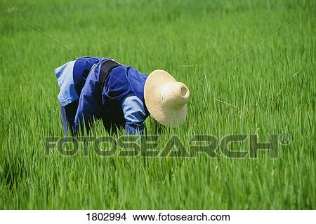Person working in rice field View Large Photo Image Picture - Person working in rice field. Fotosearch