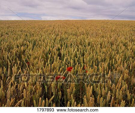 Poppies in a wheat field in Waterford, Ireland View Large Photo Image Stock Image - Poppies in a wheat field in Waterford, Ireland. Fotosearch