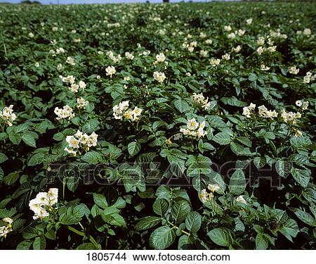 Potatoes, Rush, Co Dublin, Ireland View Large Photo Image Picture - Potatoes, Rush, Co Dublin, Ireland. Fotosearch