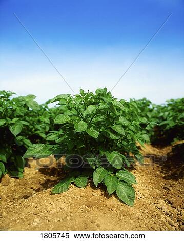 Stock Photography - Potatoes, Rush, Co Dublin, . Fotosearch