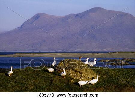 Poultry, Geese, Ireland View Large Photo Image Stock Image - Poultry, Geese, Ireland. Fotosearch