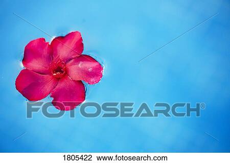 Red flower floating on water surface View Large Photo Image Stock Image - Red flower floating on water surface. Fotosearch