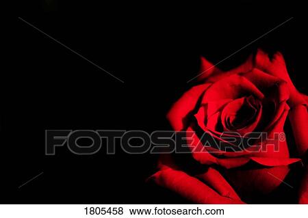 Red rose on black background View Large Photo Image Stock Photo - Red rose on black background. Fotosearch