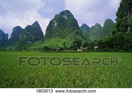 Rice field near Yangshuo in China View Large Photo Image Stock Image - Rice field near Yangshuo in China . Fotosearch