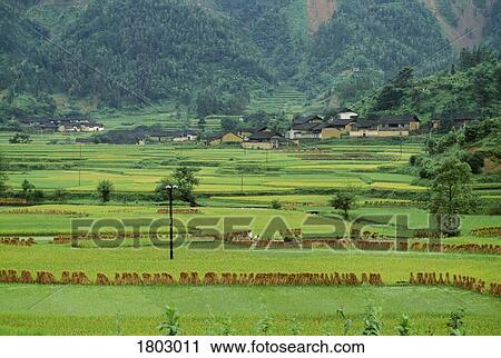 Rice Fields near Yangshuo in China View Large Photo Image Stock Image - Rice Fields near Yangshuo in China. Fotosearch