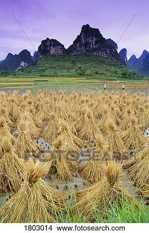 Picture - Rice stooks near Yangshuo in China. Fotosearch