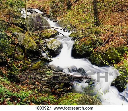 Stock Photo - River with fallen autumn leaves in the forest. Fotosearch