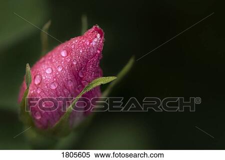 Rosebud View Large Photo Image Stock Photography - Rosebud. Fotosearch