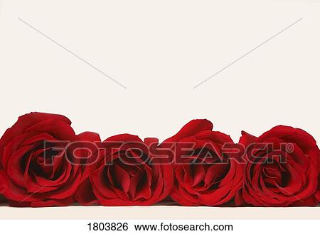 Row of red roses View Large Photo Image Stock Photograph - Row of red roses. Fotosearch