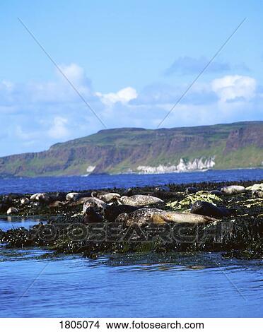Picture - Seals, Rathlin Island, Co Antrim, Ireland. Fotosearch