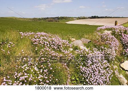 Seapink and Fields, Ballydowane, Copper Coast, Co Waterford, Ireland View Large Photo Image Stock Photo - Seapink and Fields, Ballydowane, Copper Coast, Co Waterford, Ireland. Fotosearch