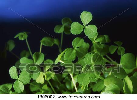 Shamrock, Ireland View Large Photo Image Stock Image - Shamrock, Ireland. Fotosearch