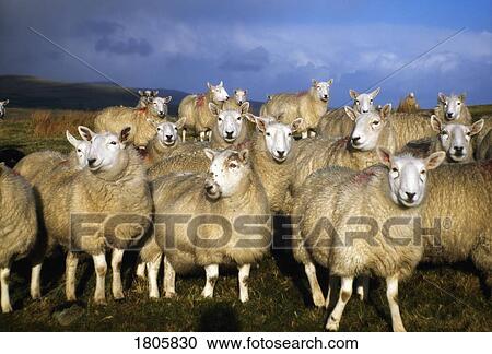 Sheep, Ballymena, Ireland View Large Photo Image Stock Image - Sheep, Ballymena, Ireland. Fotosearch