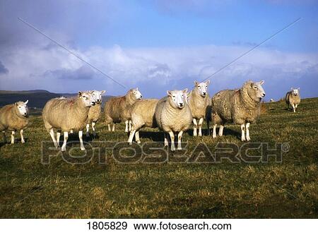 Sheep, Ballymena, Ireland View Large Photo Image Stock Photo - Sheep, Ballymena, Ireland. Fotosearch