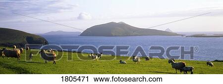 Sheep, Blasket Islands in Background, Dingle Peninsula, Ireland View Large Photo Image Stock Image - Sheep, Blasket Islands in Background, Dingle Peninsula, Ireland. Fotosearch