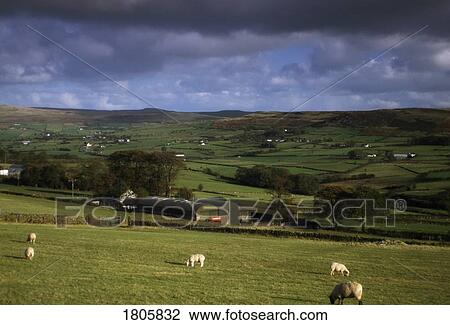 Sheep, Co Antrim, Carnalbanagh, Ireland View Large Photo Image Stock Image - Sheep, Co Antrim, Carnalbanagh, Ireland. Fotosearch
