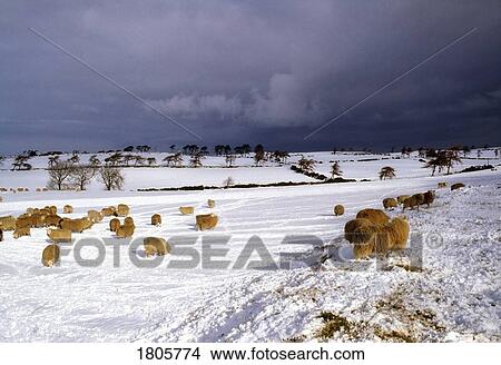 Picture - Sheep, Co Wicklow, Ireland. Fotosearch