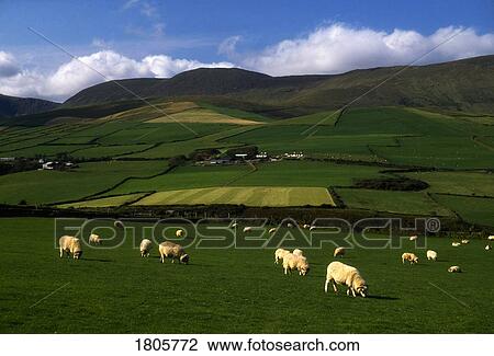 Stock Image - Sheep, Dingle Peninsula, Co Kerry, Ireland. Fotosearch