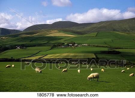 Stock Photo - Sheep, Dingle Peninsula, Ireland. Fotosearch