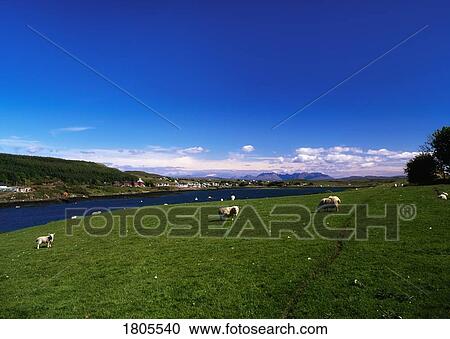 Sheep, Farm On The Isle Of Skye, Scotland View Large Photo Image Stock Image - Sheep, Farm On The Isle Of Skye, Scotland. Fotosearch